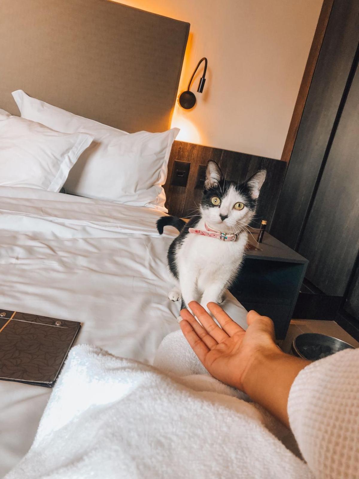 Royal Boutique Savassi Hotel เบโลโอรีซอนชี ภายนอก รูปภาพ A cat at the hotel